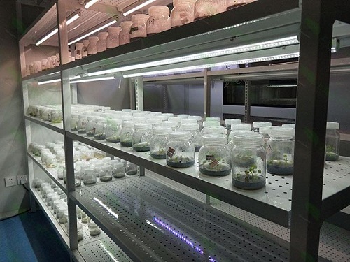 烟台植物组织培养实验室设计建设方案